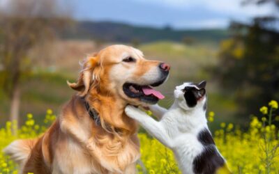 Hooray! A pet-friendly holiday!