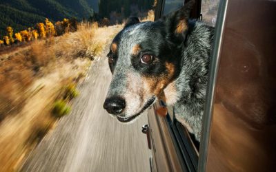 Utazás kutyával – kutyabarát szálloda a Balatonnál